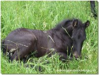 "Aragon", der einzige Nachkomme von meinem "Nammi" ist am 17. Mai 2008 geboren.